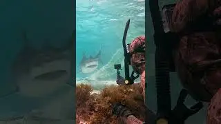 STAY CALM & DON’T MOVE 🦈