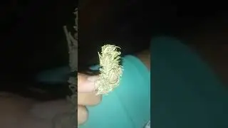 cokito universal :333
