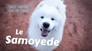 Le Samoyede : Tout savoir sur cette Race de chien ! (Toilettage, caractère, éducation)