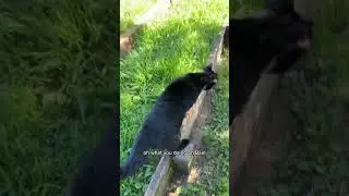 Come with us to grandma and grandpa's! 
