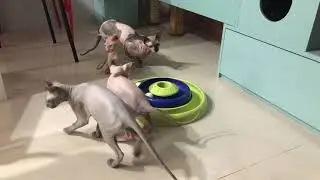 2019/01 Sphynx Kittens 加拿大無毛貓 玩耍