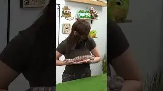 Bao is OBSESSED with skinks 🦎😭 