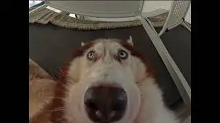 Собакен спрятался,но камера все видит)))#ржака ,#юмор #животные #shorts