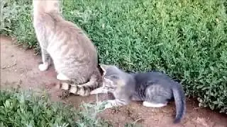 Про котят и кошек