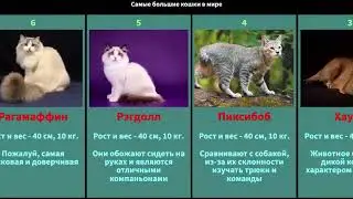 Самые большие кошки в мире