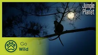 The Forests of the Moon: Mangroves | Jungle Planet 3/26 | Go Wild