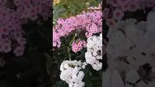 Мой цветочный рай.#цветывсаду.
