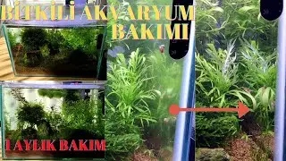 Bitkili Akvaryum Bakımı Nasıl Olmalı? | Ben Akvaryumumu Nasıl Temizliyorum? | 1 Aylık Bakım