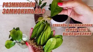 Размножаем замиокулькас - все очень просто!