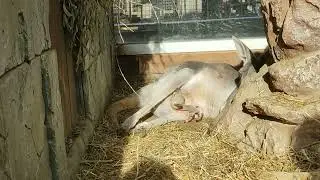 Уникальный момент !!!! Малыш🦘 Кенгуру показался !!! Парк Миниатюр 🌲