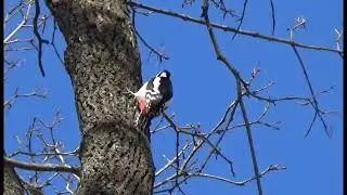 Дятлы (Woodpeckers)