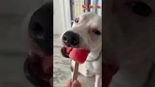 Jack Watermelon