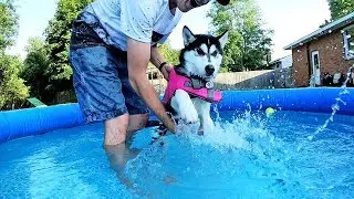 Kira the Husky Puppy Learning to Swim