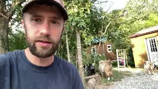 Can Goats Eat Acorns?