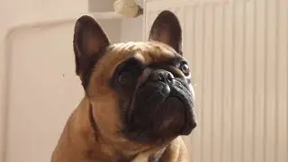 The French bulldog Yago is watching TV - do you think he understands what he sees?