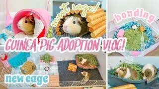 HUGE GUINEA PIG ADOPTION VLOG ❤ // bonding, new cage & pet room upgrades!
