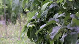 ASMR Красивое видео 4К Россия Природа Дождь | Beautiful Nature Rain Relax video Ultra HD
