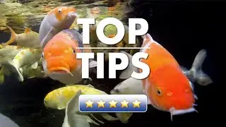 Top Tips - June