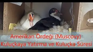 Amerikan Ördeği Kuluçka Süresi.