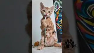 Юнси. Кошечка которую я выкормила искусственно ❤️