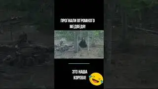 Прогнали большого медведя!