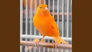 Burung Kenari