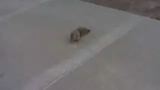 The Tree Rat