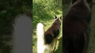 Счастливый с мячиком🐶 #funnyanimals #собака #shortsvideo
