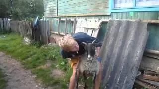 поймал барана