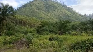 BUAS!!! GANAS BESAR DAN MENAKUTKAN BINATANG YANG SAYA DAPAT DI AWAL VIDIO INI MAS BRO