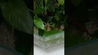 MINI BASSIN D'INTÉRIEUR 🤩🤩🤩 #terrario #pets #fish #aquarium #freshwater #mollyfish #guppy #animals