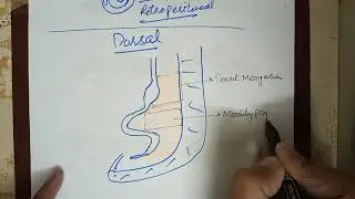 Digestive System Embryology lec.2 (Development of Mesenteries, Falciform Ligament and Omentums)