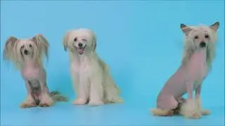 World's Top 10 Smallest Dog Breeds
