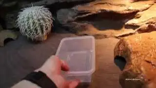 Baby Netted Dragon's First Time in Enclosure