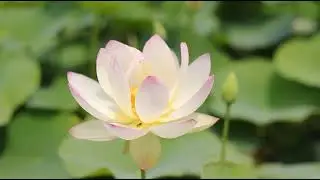 The Beauty of Nature #4K Video #HD video