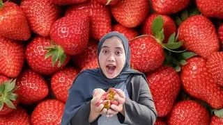 MAKAN STROBERY SEKEBUN!!!! #stroberysekebun