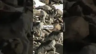 Argali Brookei