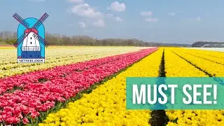 Must see! Incredible beauty. Dutch Tulip Fields & Keukenhof 2021