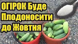 ОГІРОК Буде Плодоносити До Жовтня. Всього Одна Столова Ложка...