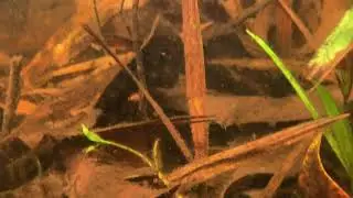 Flooded Forest Cardinals