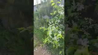 #shorts Вот такие елочки у нас растут 🌲