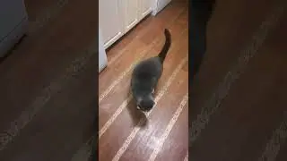 котик дивный, тигр львиный лев тигриный))