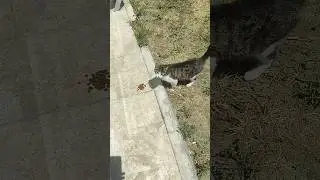 Gel güzellik her gün gel #cat