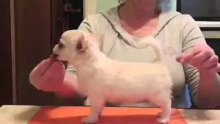 Мальчик дш крем