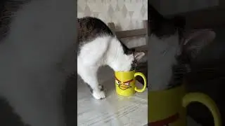Пришли результаты теста кошки на профориентацию