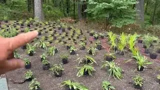 A Residential Planting  Episode #214