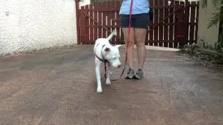 Loose Leash Walking with Your Deaf Dog