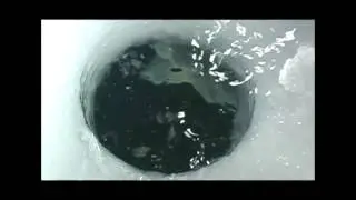 The Fish That Got Away