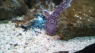DANZA DEGLI SQUALI DEL CORALLO Atelomycterus marmoratus