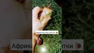 Улитки любят массаж #лаурасатумян #здоровье #массажист #массаж #улитки #релакс #массажулитками #топ